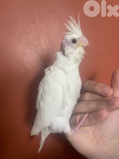 baby cocktail & quaker