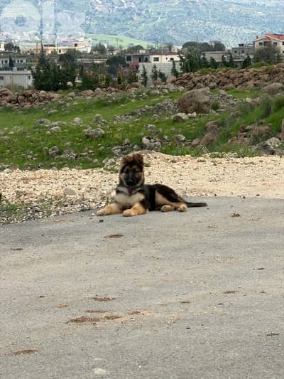 GERMAN SHEPERD