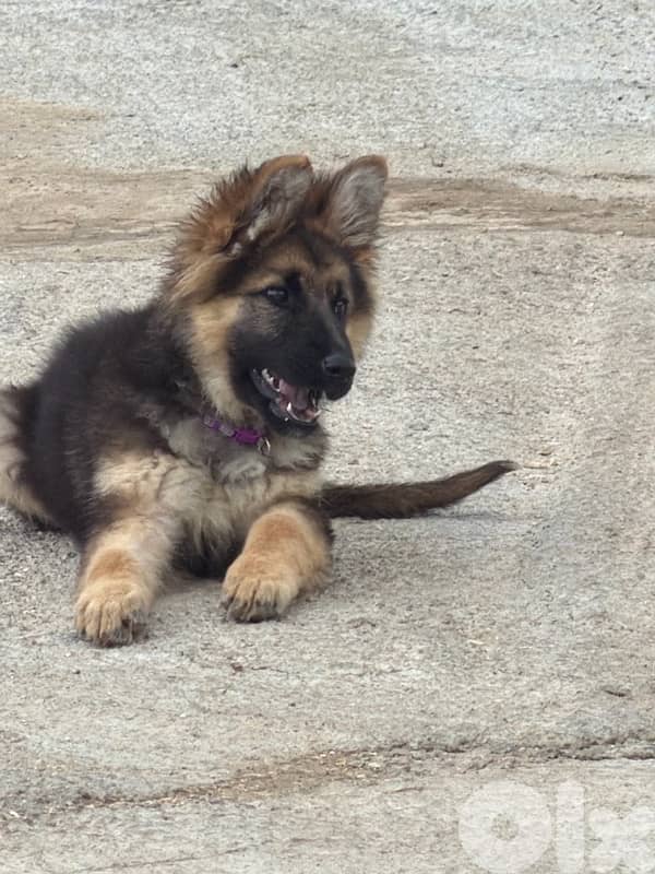 GERMAN SHEPERD 1