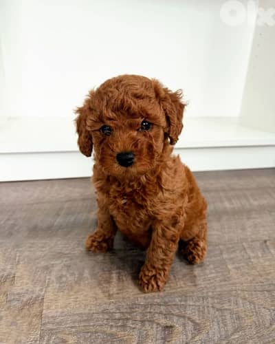 Poodle Puppies Available Now In Store/ Delivery / Imported /Dog