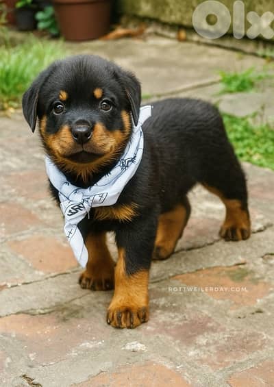 Perfect guard dog Rottweiler puppy available