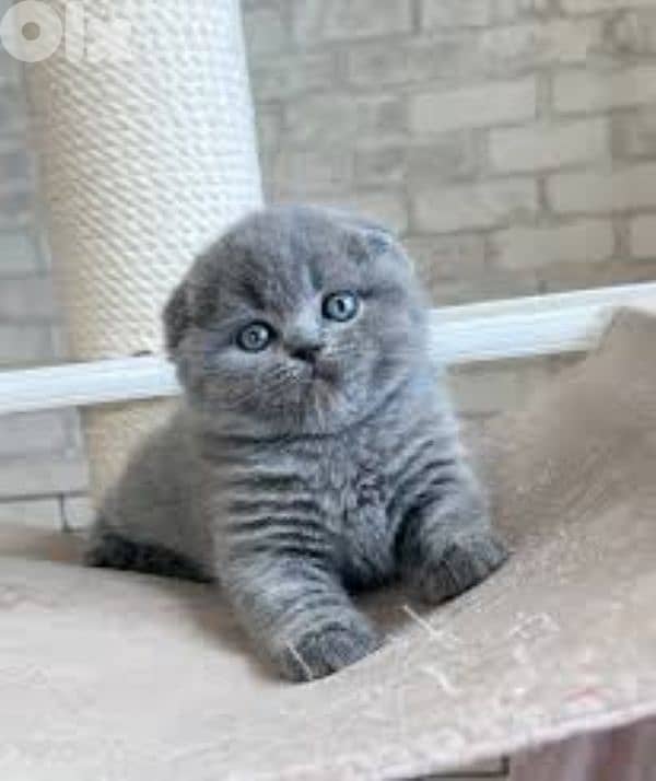 pure Scottish fold kitten HIGHEST QUALITY 1