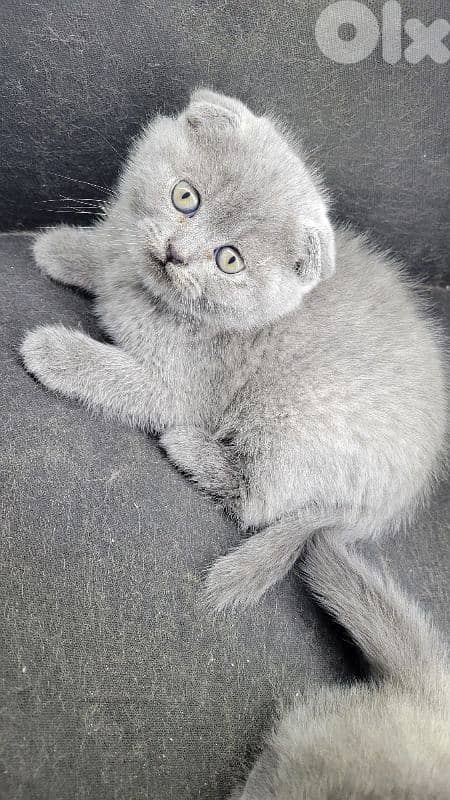 pure Scottish fold kitten HIGHEST QUALITY 3