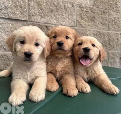 Golden retriever puppies/Dog / كلاب/ Available in Store