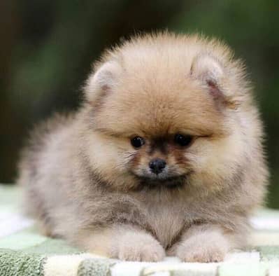 Adorable Pomeranian Puppies/High Quality Pet/Imported/Dog/Delivery