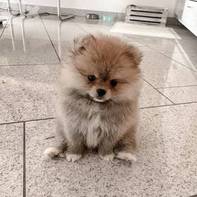 Pomeranian puppies/dog/كلاب/Delivery/Imported