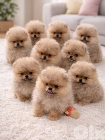 Pomeranian Puppies Available-High Quality-Dog-كلاب