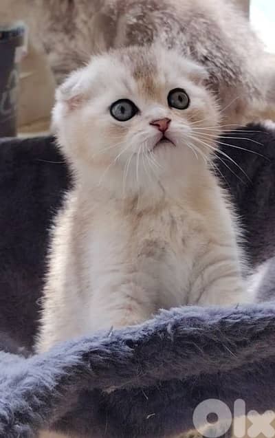 قطط مميزه من سلالات راقيه