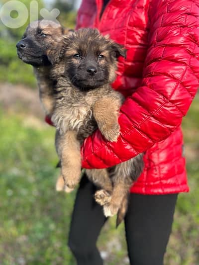German Shepherd Puppies