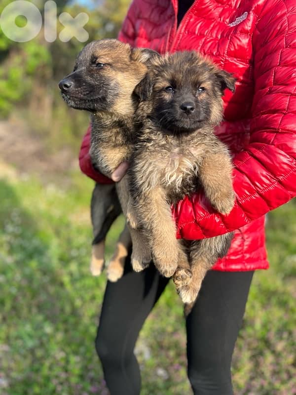 German Shepherd Puppies 1