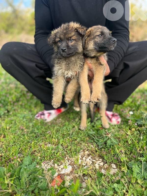 German Shepherd Puppies 2