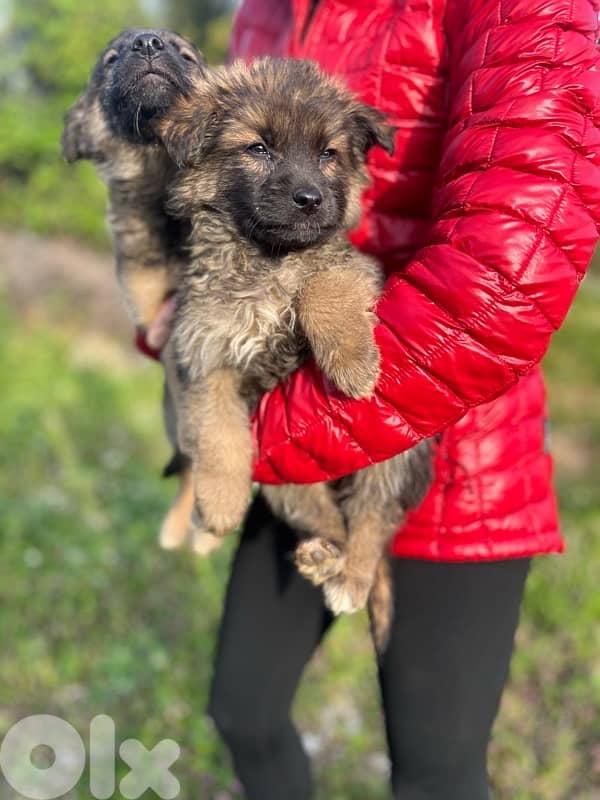 German Shepherd Puppies 3