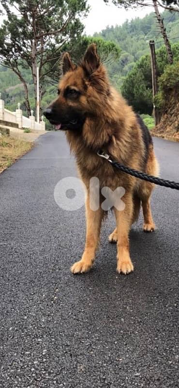 German Shepherd Puppies 4