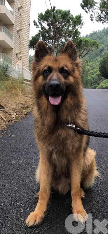 German Shepherd Puppies 5