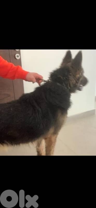 German Shepherd Puppies 6