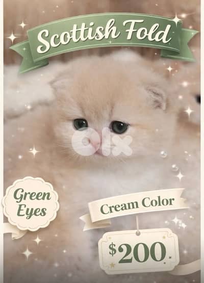 scottish fold&straight  creamy