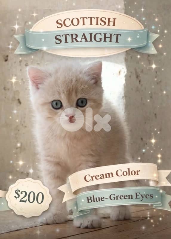 scottish fold&straight  creamy 1