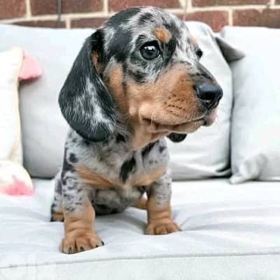 Imported Dachshund Dapple puppy dog sausage AVAILABLE