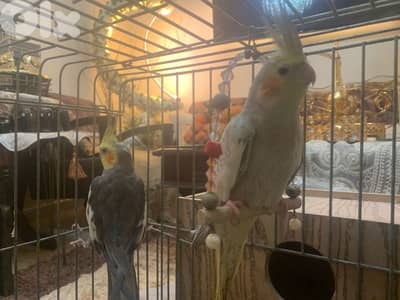 الطريق الجديدة