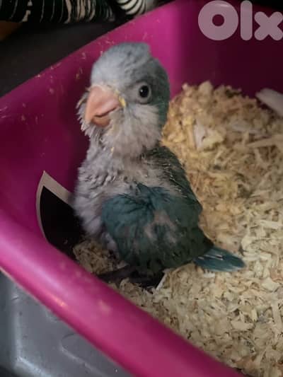 baby cocktail & quaker