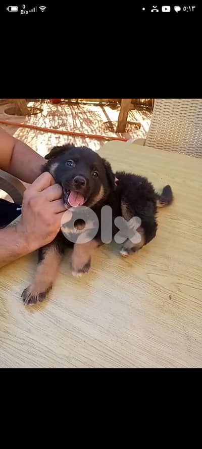 ذكر جيرمن مالينوا شيبرد