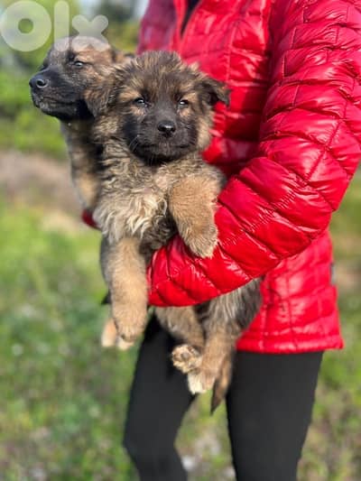 60 days old German Shepherd Male Puppies