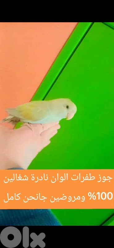 بيروت الحمرا