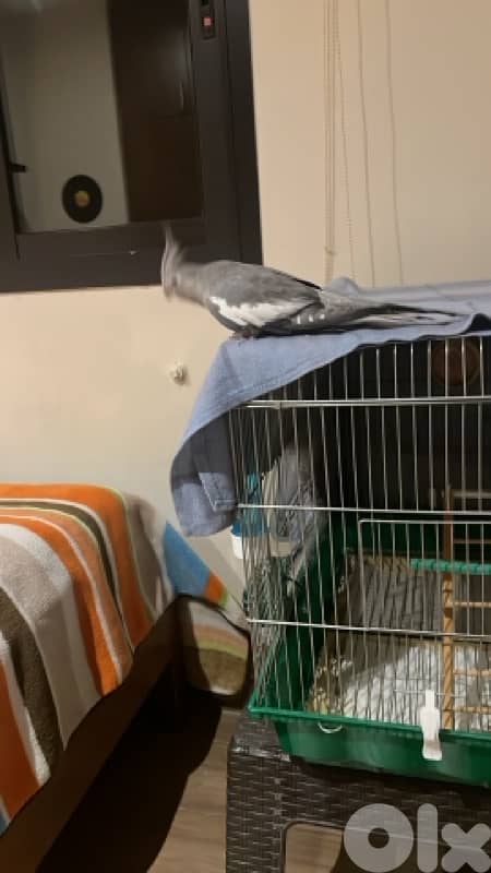 cockatiel حبشي 1