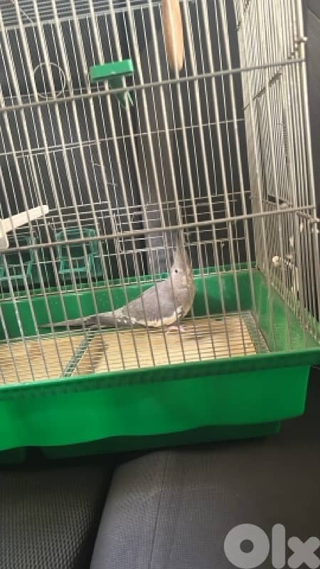 cockatiel حبشي 2