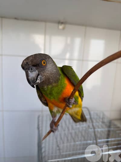 زوج يويو سنيغالي للبيع