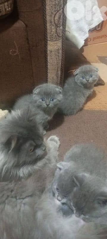 scottish fold kitten