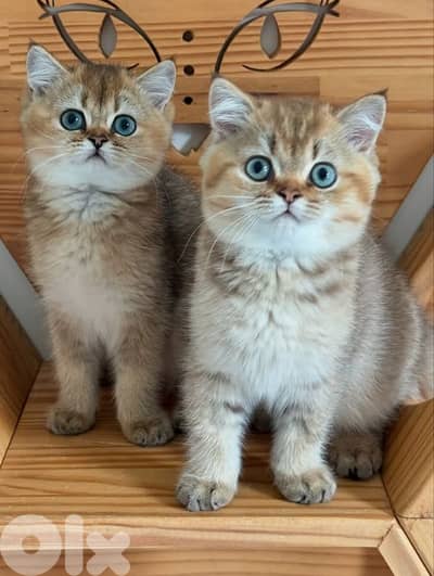 British Shorthair [ Golden Chinchilla ] cat قطط