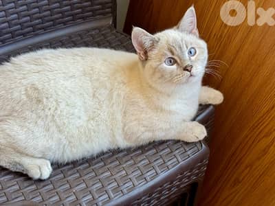 British blue point and else