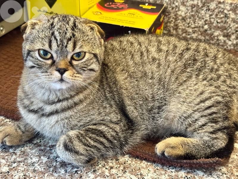 British blue point and else 1