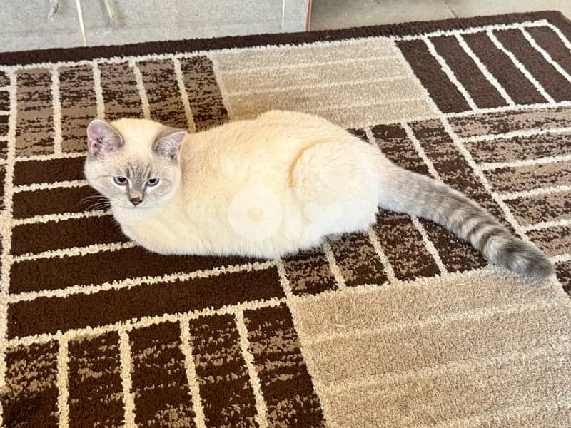 British blue point and else 2