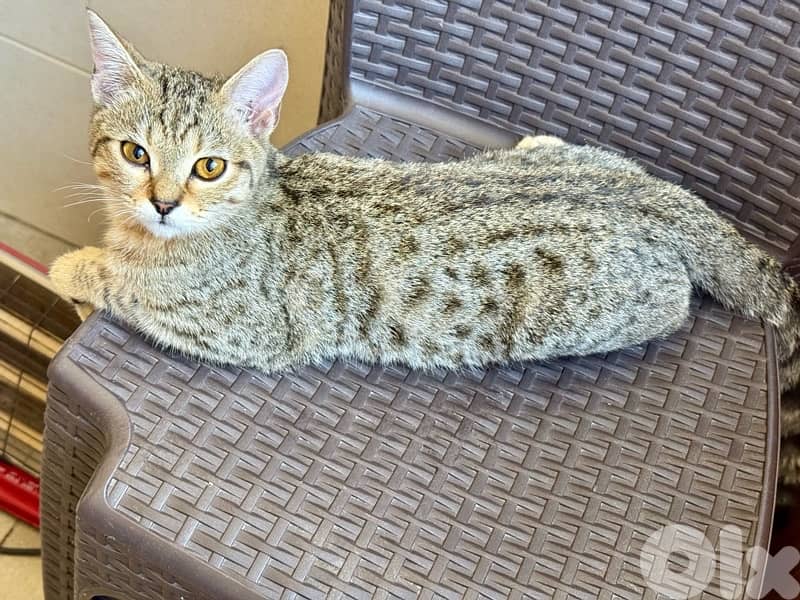 British blue point and else 3