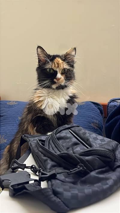 قطه كبيره بوبر طويل شاطره وعاقله سعرا  40$