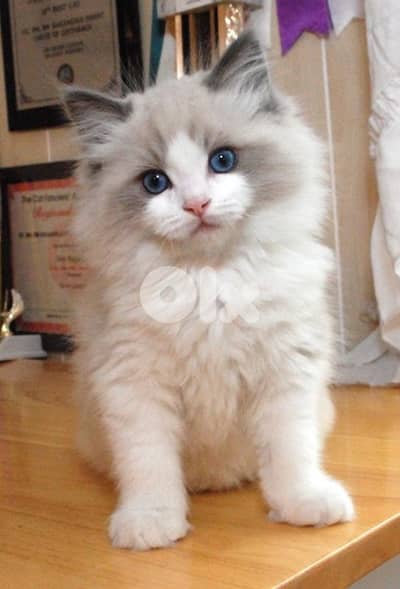 Ragdoll Kitten [cat قطط]