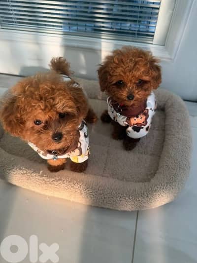 Toy Poodle Puppies Available /Dog/كلاب/Imported/ Delivery