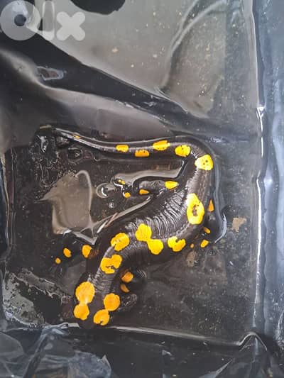 female fire salamander