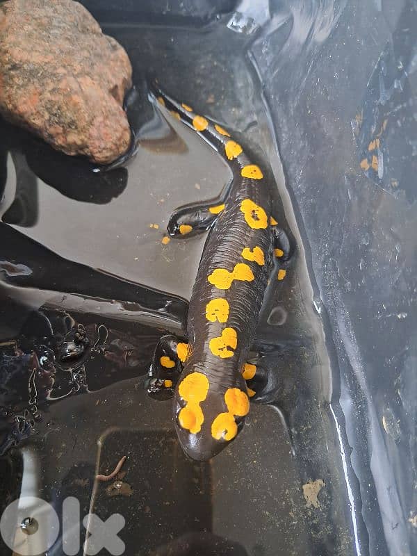 female fire salamander 1