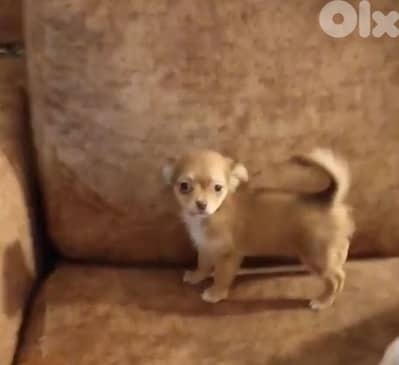 chihuahua