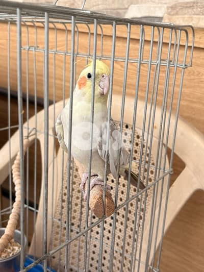 ذكرين طير كوكتيل جاهزة للزوج