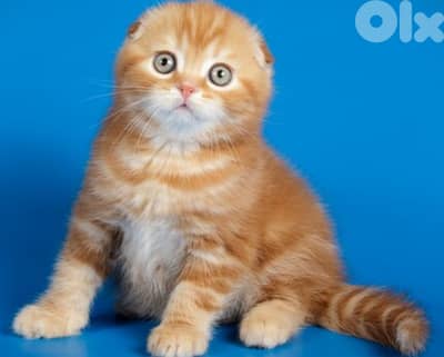 Scottish fold