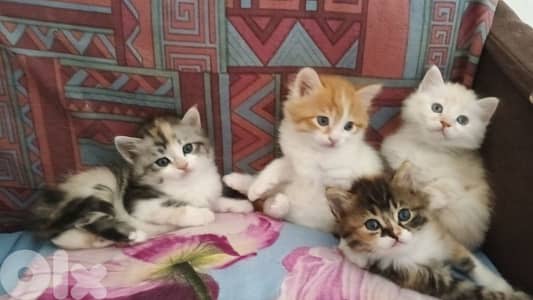 kittens for sale