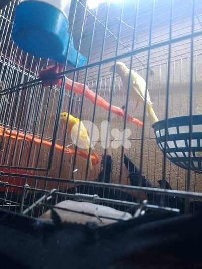 عكار الشمال