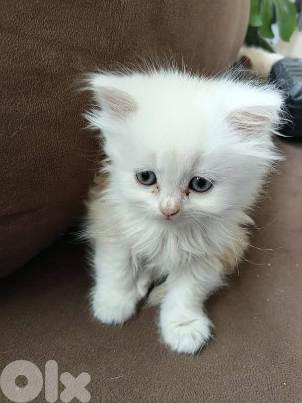 cats for sale British& chinchilla 6