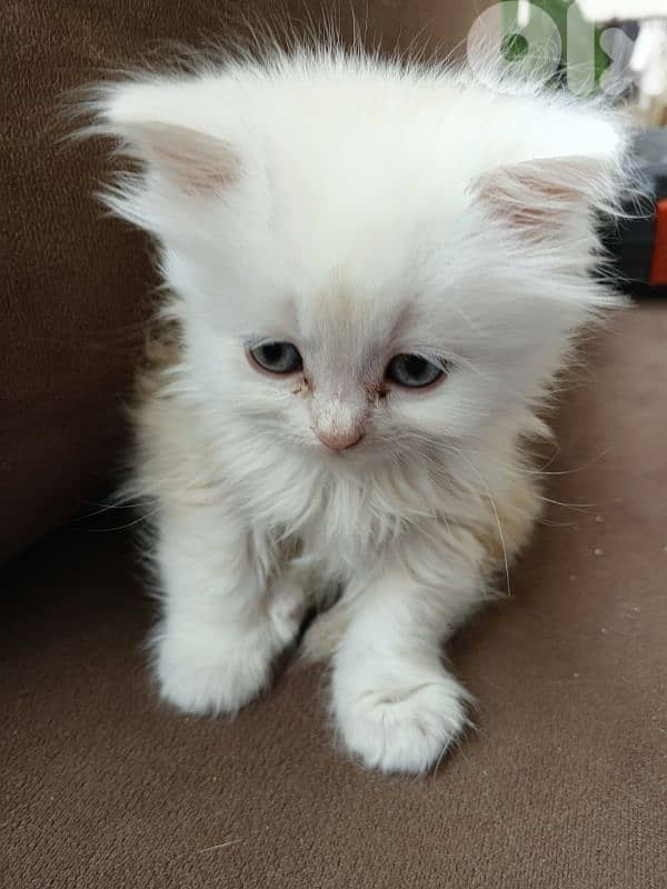 cats for sale British& chinchilla 7