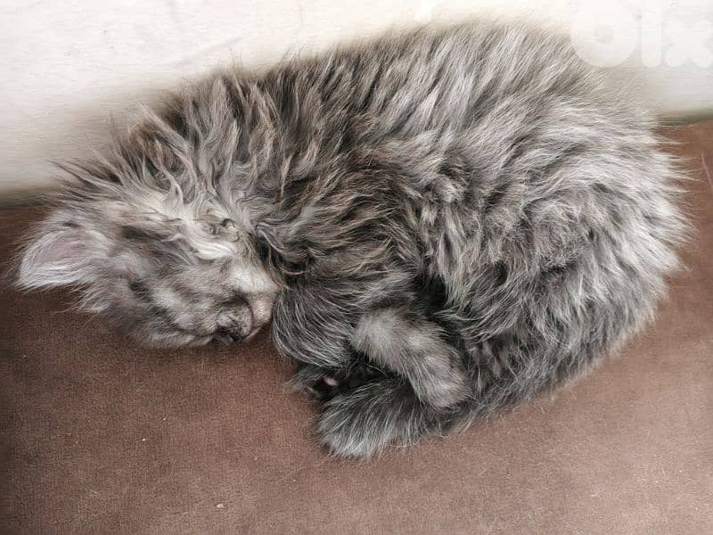 cats for sale British& chinchilla 8