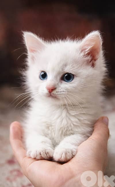 A very small, extremely beautiful cat